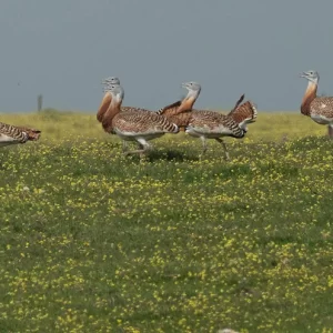 esteparias en el sur de portugal excursion birding