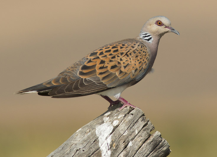 Fotografia de Naturaleza tarifa cadiz