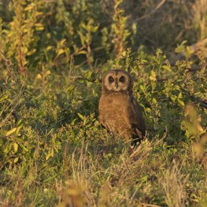 Norte de Marruecos viaje ornitologico birding tarifa