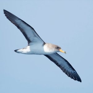 Salida pelágica desde Isla Cristina