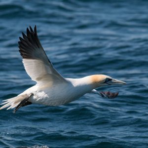 Salida pelágica en el Golfo de Cádiz