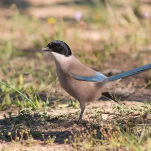 Sierra Norte of Sevilla [Reserva]