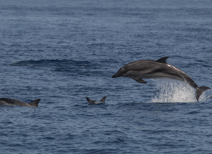 avistamiento cetaceos tarifa excursiones birding tarifa