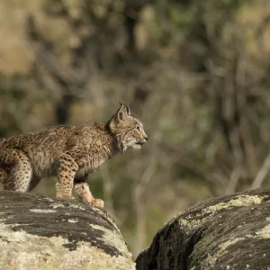 avistamiento lince sierra de andujar excursion birding tarifa