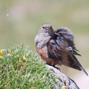 excursión Aves invernantes de la Sierra de Grazalema y Serranía de Ronda