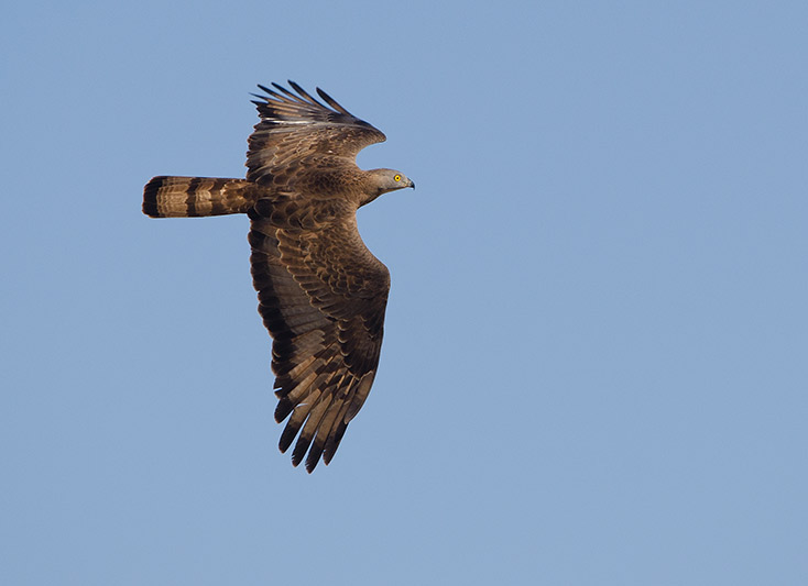 excursiones ornitológicas birding tarifa