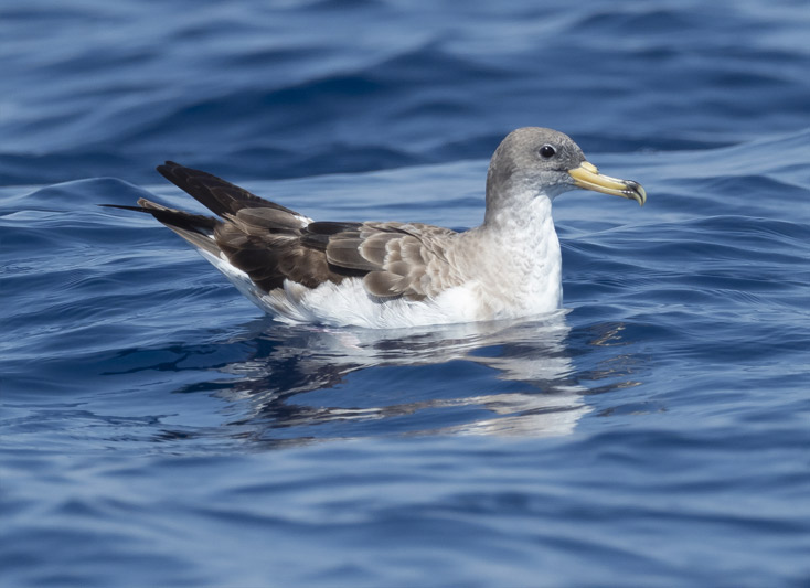 excursiones pelagicas cadiz tarifa aves marinas