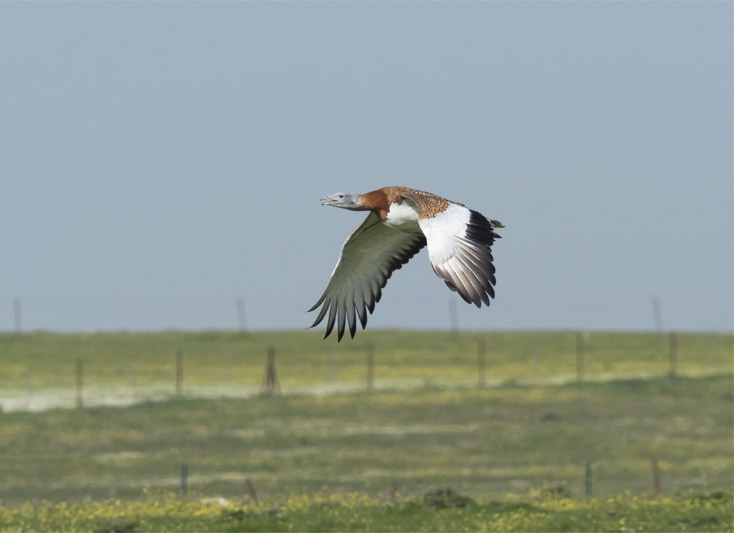 excursiones programadas birding tarifa