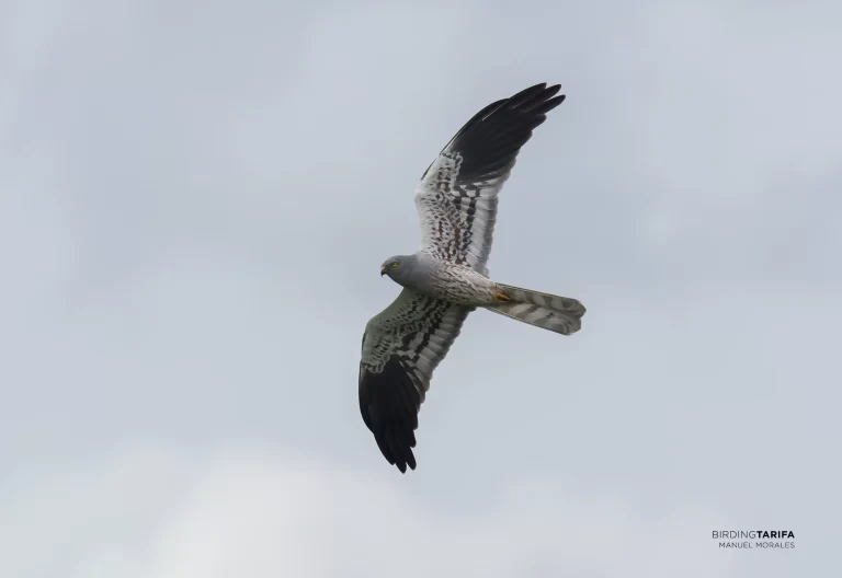 Los últimos supervivientes