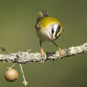 Forest birds in Sierra de Grazalema [Reserva]