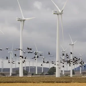 Certificate in environmental surveillance for wind farms [Reserva]