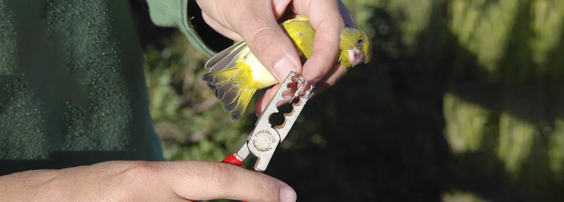 escuela-anilladores-cientificos-aves-portada-pc