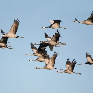 Invernada en Extremadura: aves esteparias y grullas [Reserva]