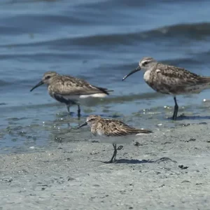 Wader identification in the Bay of Cadiz [Reserva]