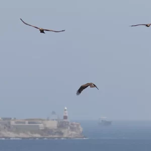 Raptors and soaring bird identification in the Strait of Gibraltar [Reserva]