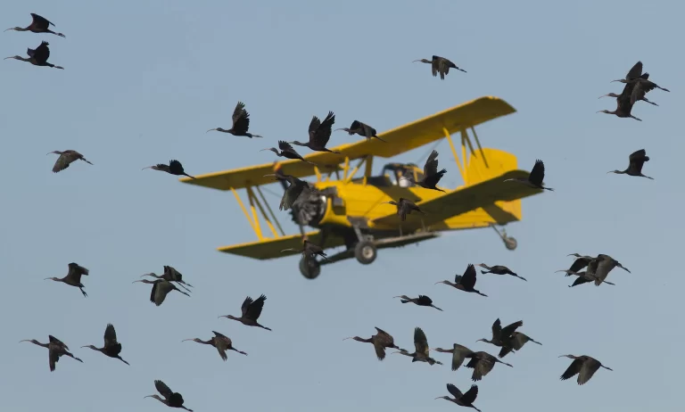 Otoño en el Estrecho de Gibraltar, ¿fin de la migración?