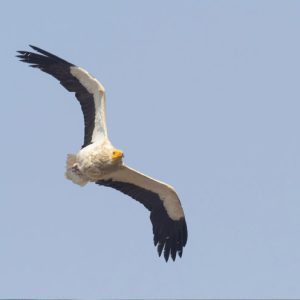 Tarifa tour Rapaces, aves planeadoras en migracion y cetaceos