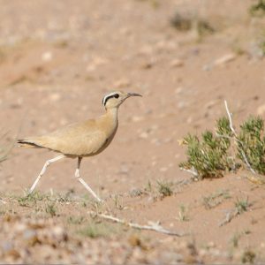 aves deserticas fuerteventura tour birding