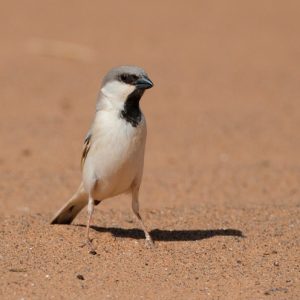 Excursión programada Esteparias en el Sur de Portugal birding Tarifa