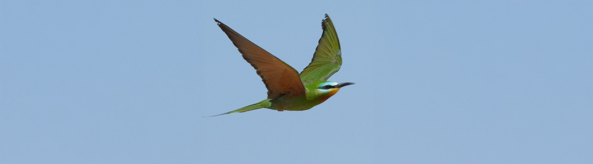 tours internacionales de birding tarifa contratar
