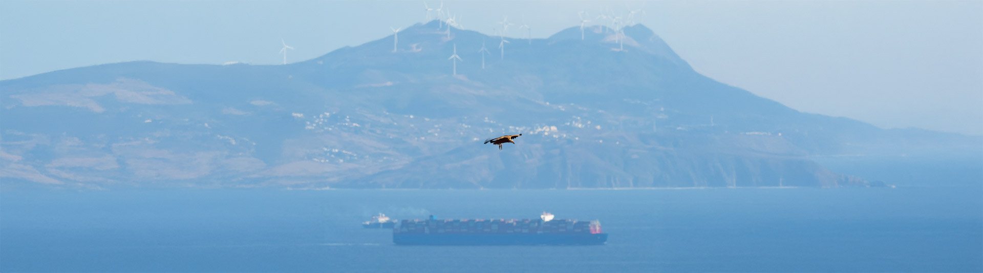 tours-nacionales-birding-tarifa-contratar