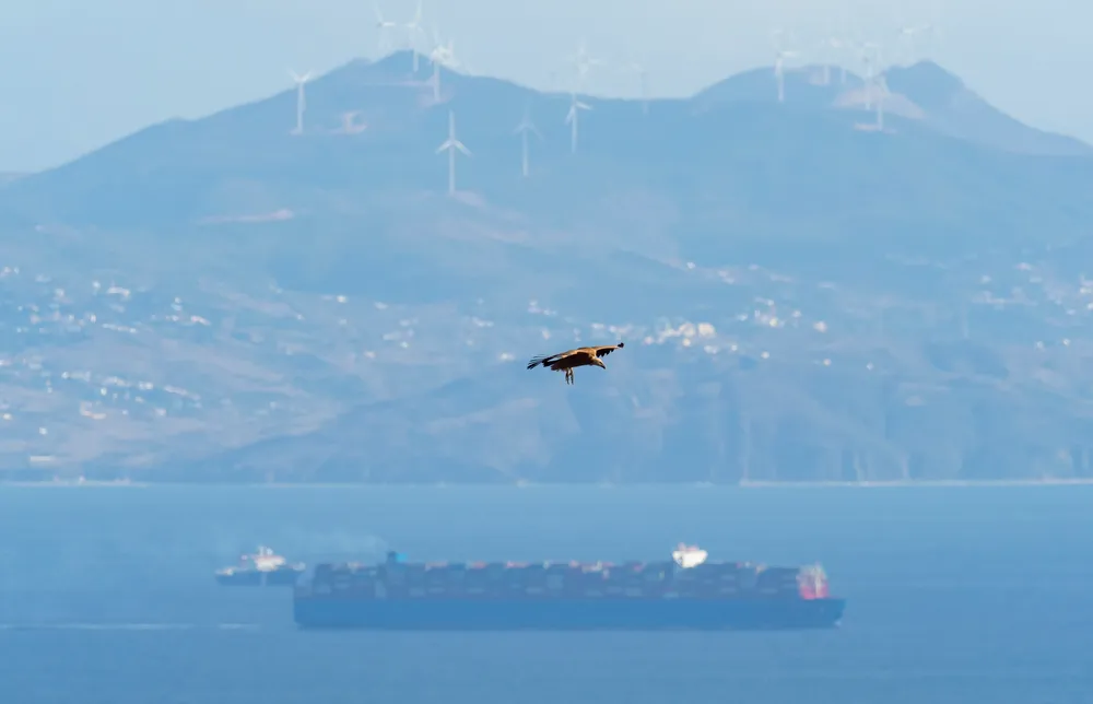 tours nacionales birding tarifa